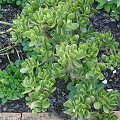 Crassula argentea