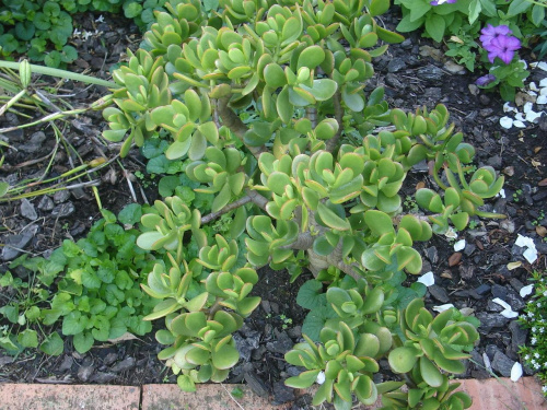 Crassula argentea