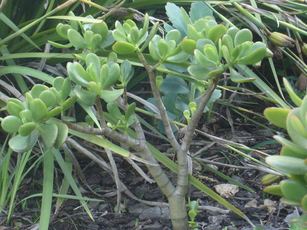 crassula argentea