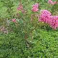 Crepe myrtle