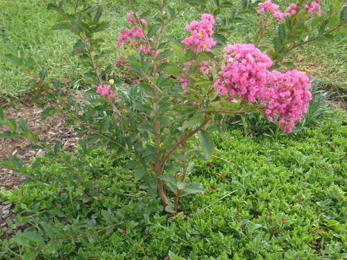 Crepe myrtle