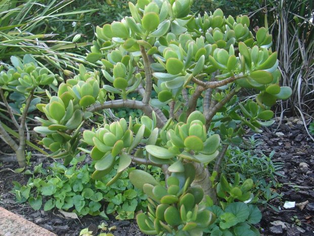 Crassula argentea