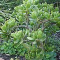 Crassula argentea