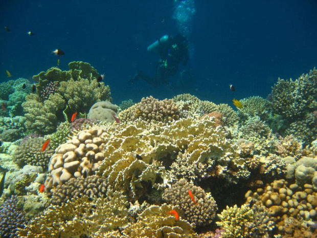 Egipt, rafka przy hotelu Fanara i w Dahab - Blue Hole