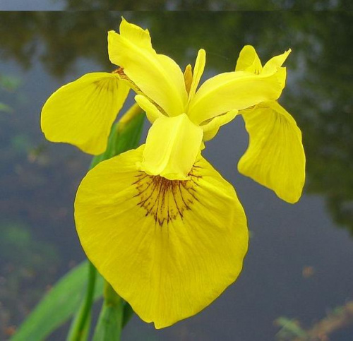 Iris pseudacorus