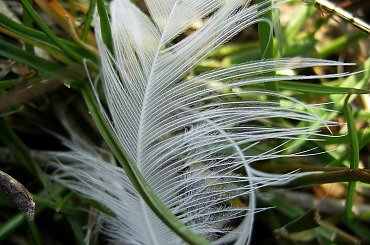 #jezioro #woda #piórka #ludzie