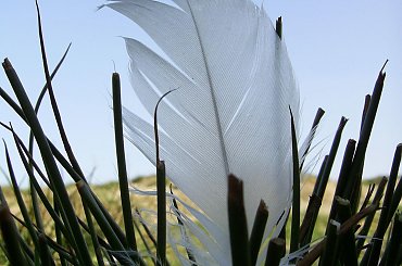 #jezioro #woda #piórka #ludzie