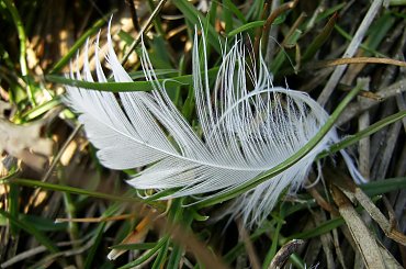 #jezioro #woda #piórka #ludzie