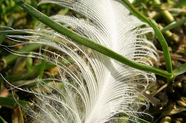 #jezioro #woda #piórka #ludzie