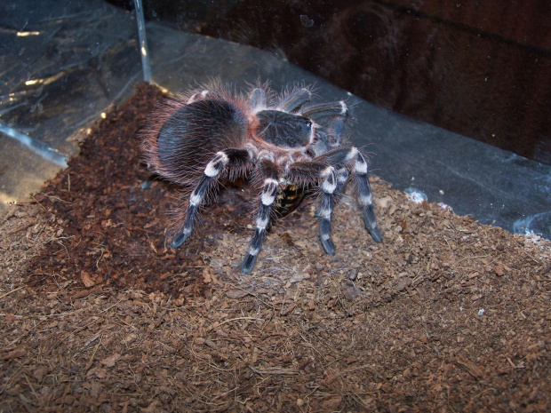 Acanthoscurria geniculata - grubaśny samczyk L9 w trakcie jedzenia karaczana