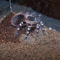 Acanthoscurria geniculata - grubaśny samczyk L9 w trakcie jedzenia karaczana