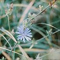 Niebieski Kwiatek