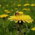 a bee & yellow meadow