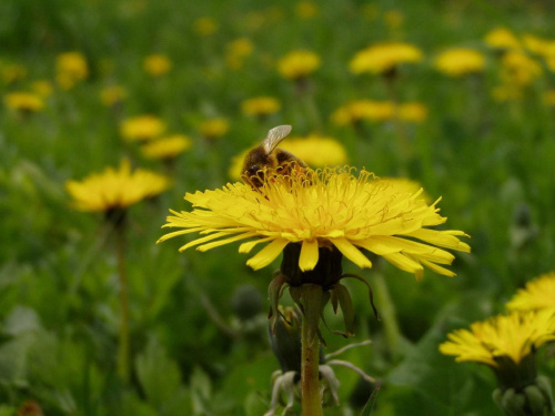 a bee & yellow meadow