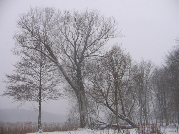 szczecinecki park zimą #ParkZimaJezioroŚnieg