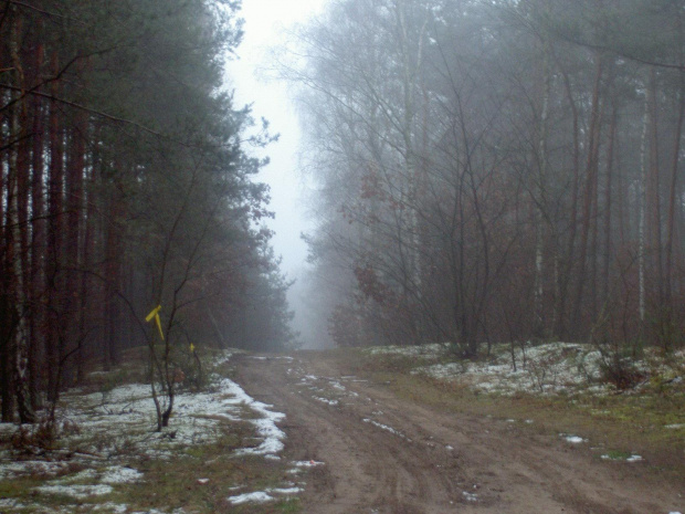 Znów leśna dróżka