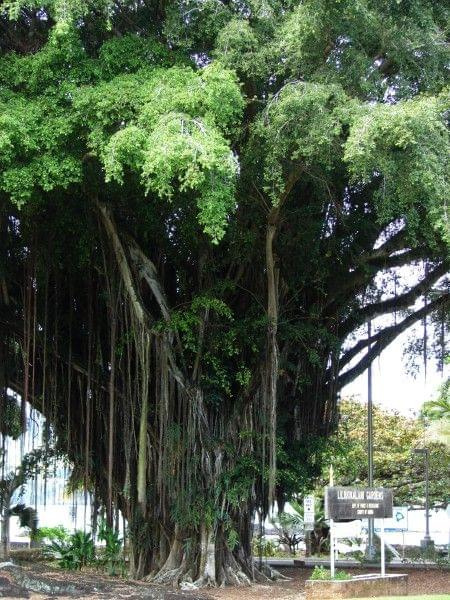 #Hawaii #wyspa #natura #wulkany #ludzie #ptaki #ocean #lawa #drzewa #kwiaty #niebo #most #deszcz #chmury