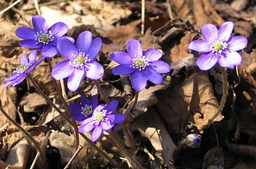 Dzisiaj w moim lasku - przylaszczki. #las #kwiaty #pszczoły #wiosna #pszylaszczki #chronione #poidło #biedronka