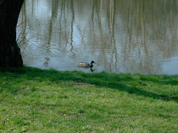 PARK SKARYSZEWSKI