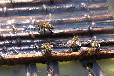 Pszczoły przy wodopoju. #las #kwiaty #pszczoły #wiosna #pszylaszczki #chronione #poidło #biedronka