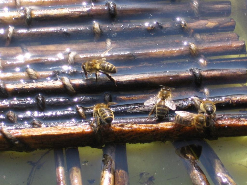 Pszczoły przy wodopoju. #las #kwiaty #pszczoły #wiosna #pszylaszczki #chronione #poidło #biedronka