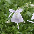 Utricularia sandersonii