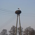 Bocian przyleciał! Zdjęcia z Łukowa śl. powiat Rybnik.