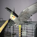 straszydło #nimfa #papuga #zeberki #klatka #skrzydła