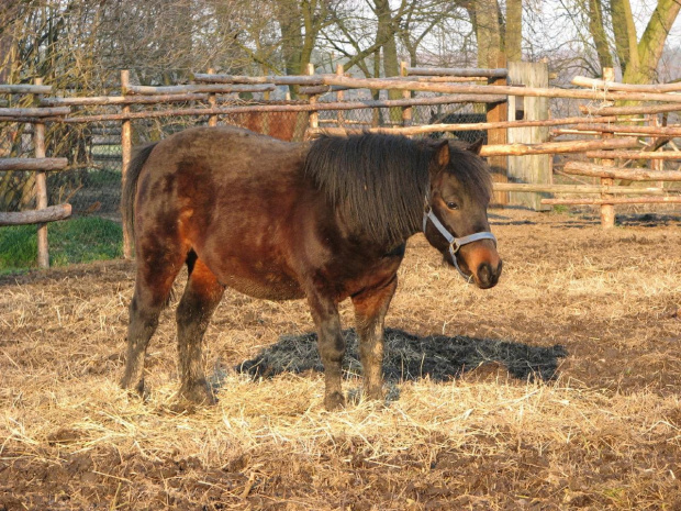 Jasiek 24.3.07 #Fundacja #Nieszkowice #Scarlet #Tara