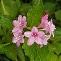 pink flowers