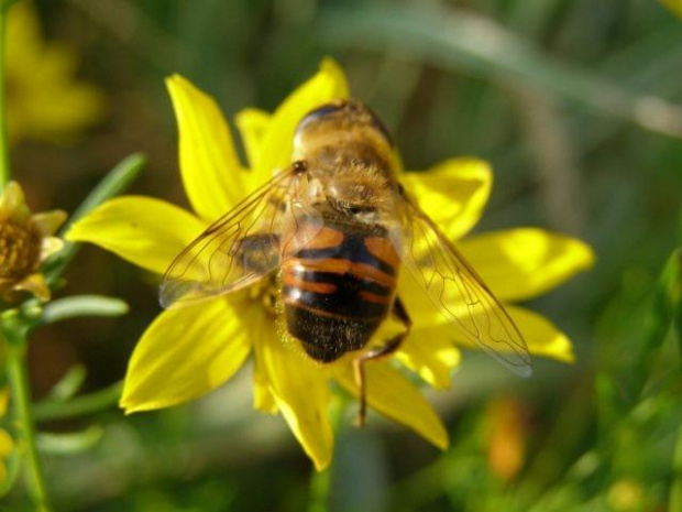 Kaszuby jesienią - pszczółka