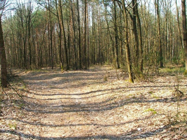 Jedziemy niebieskim szlakiem do Oblasów #las