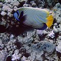 12 #diving #Egipt #egzotyka #fauna #gady #ssaki #flora #WielkiBłękit #morze #MorzeCzerwone #natura #nurkowanie #PodWodą #płazy #przyroda #rafa #ryba #ryby #snorkling #snurkowanie #woda