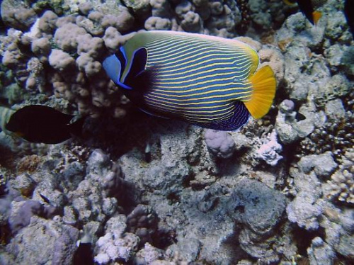 12 #diving #Egipt #egzotyka #fauna #gady #ssaki #flora #WielkiBłękit #morze #MorzeCzerwone #natura #nurkowanie #PodWodą #płazy #przyroda #rafa #ryba #ryby #snorkling #snurkowanie #woda