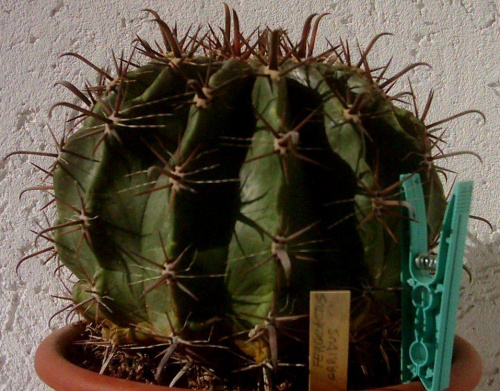 Ferocactus peninsulae syn. Ferocactus horridus