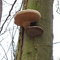 Koluszki, pień drzewa z grzybami - hubą #Koluszki #okolica #las #grzyb #drzewo