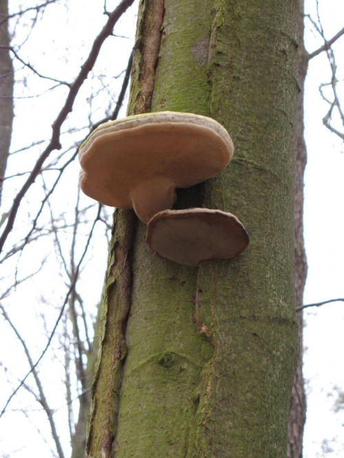 Koluszki, pień drzewa z grzybami - hubą #Koluszki #okolica #las #grzyb #drzewo