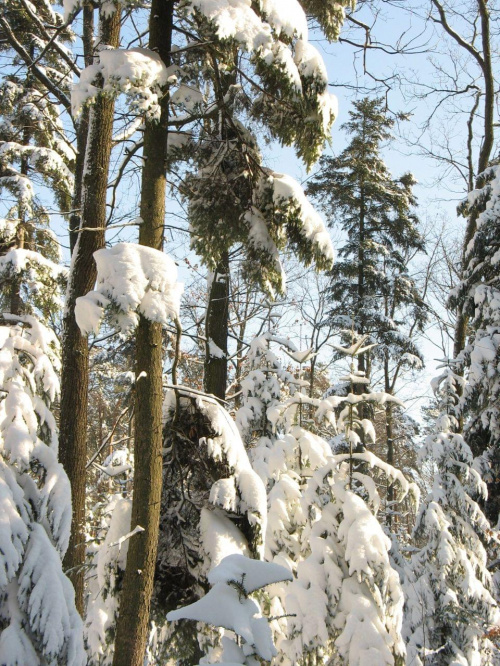 przyroda Koluszki i okolica, zima #Koluszki #okolica #zima #las