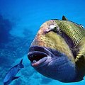 17 #diving #Egipt #egzotyka #fauna #gady #ssaki #flora #WielkiBłękit #morze #MorzeCzerwone #natura #nurkowanie #PodWodą #płazy #przyroda #rafa #ryba #ryby #snorkling #snurkowanie #woda