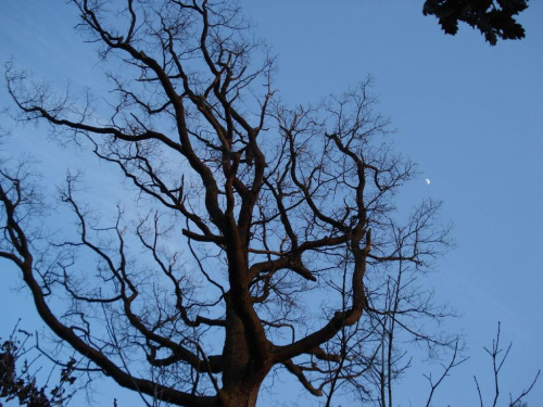 #drzewo #księżyc