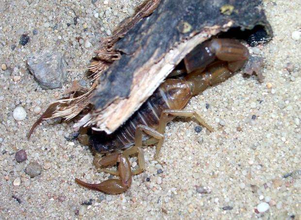 M. martensii