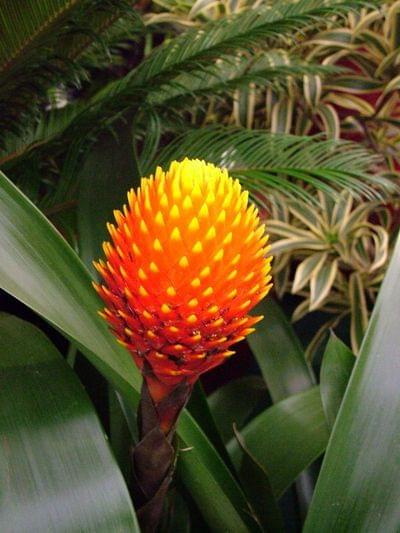 guzmania 3