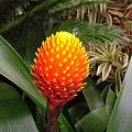 guzmania 3