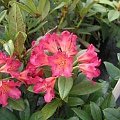 jasmin 2