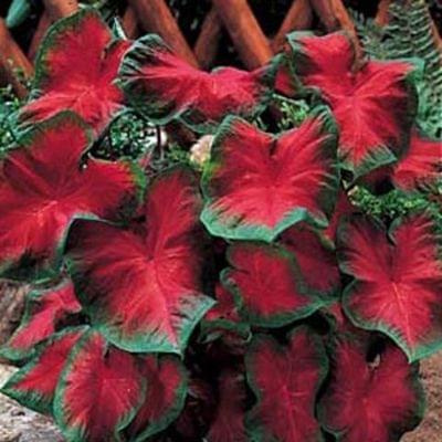 caladium1