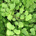 Adiantum radianum