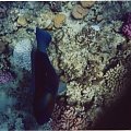 19 #diving #Egipt #egzotyka #fauna #gady #flora #ssaki #WielkiBłękit #morze #MorzeCzerwone #natura #nurkowanie #PodWodą #płazy #przyroda #rafa #ryba #ryby #snorkling #snurkowanie #woda