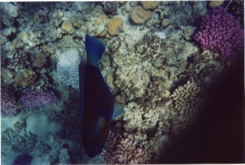 19 #diving #Egipt #egzotyka #fauna #gady #flora #ssaki #WielkiBłękit #morze #MorzeCzerwone #natura #nurkowanie #PodWodą #płazy #przyroda #rafa #ryba #ryby #snorkling #snurkowanie #woda