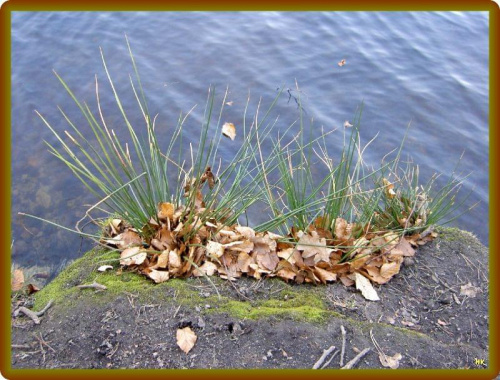 jeszcze wspomnienie jesieni a tu już WIOSNA! #wiosna #NadWodą #trawy #liście