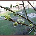 na moim balkonie #wiosna #zielono